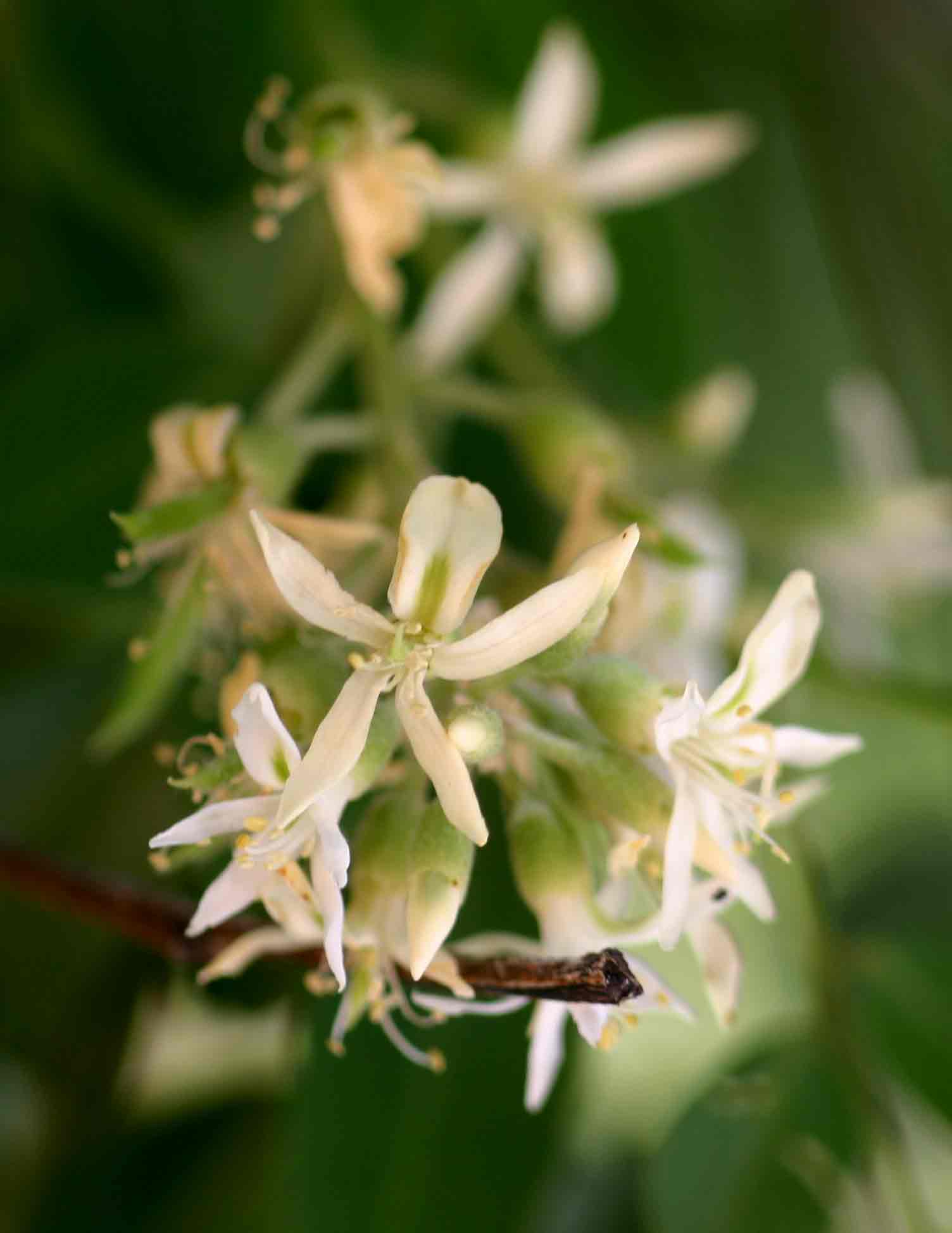 Xanthocercis zambesiaca