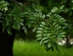 Xanthocercis zambesiaca