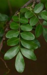 Xanthocercis zambesiaca