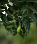 Xanthocercis zambesiaca