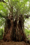 Xanthocercis zambesiaca
