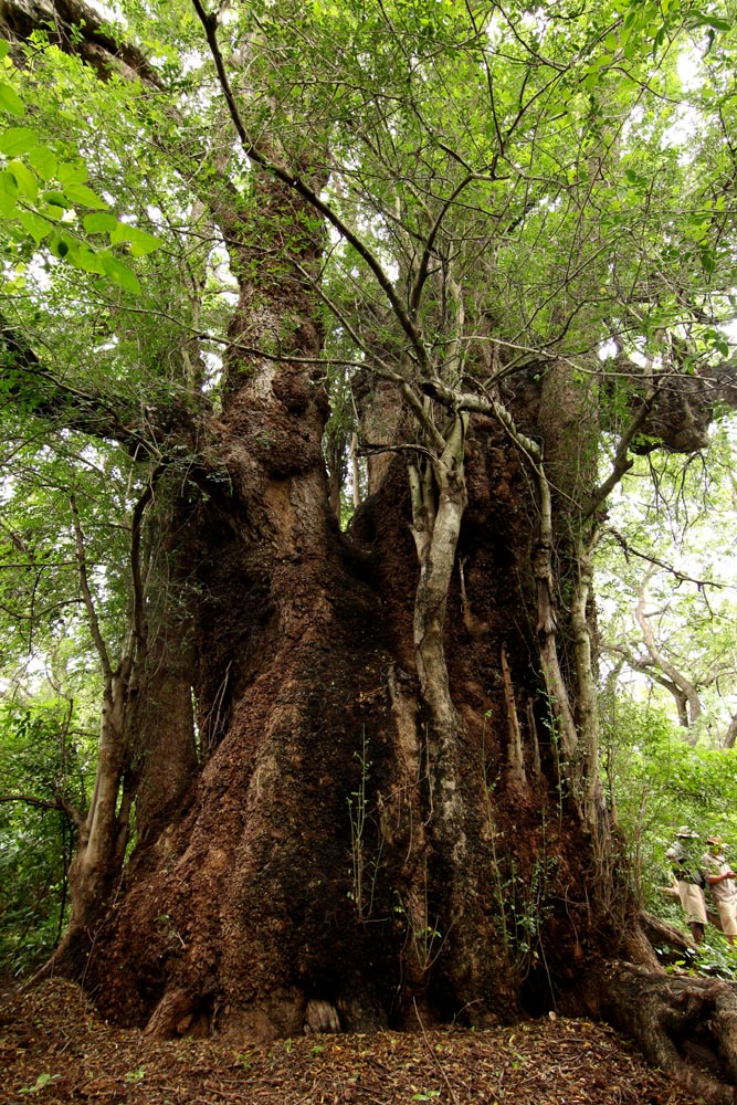 Xanthocercis zambesiaca