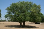 Xanthocercis zambesiaca