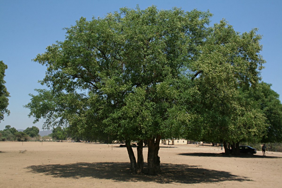 Xanthocercis zambesiaca