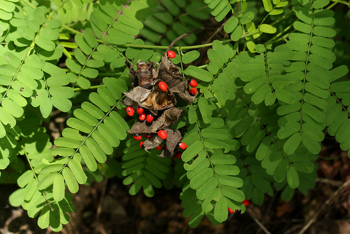 Abrus precatorius subsp. africanus