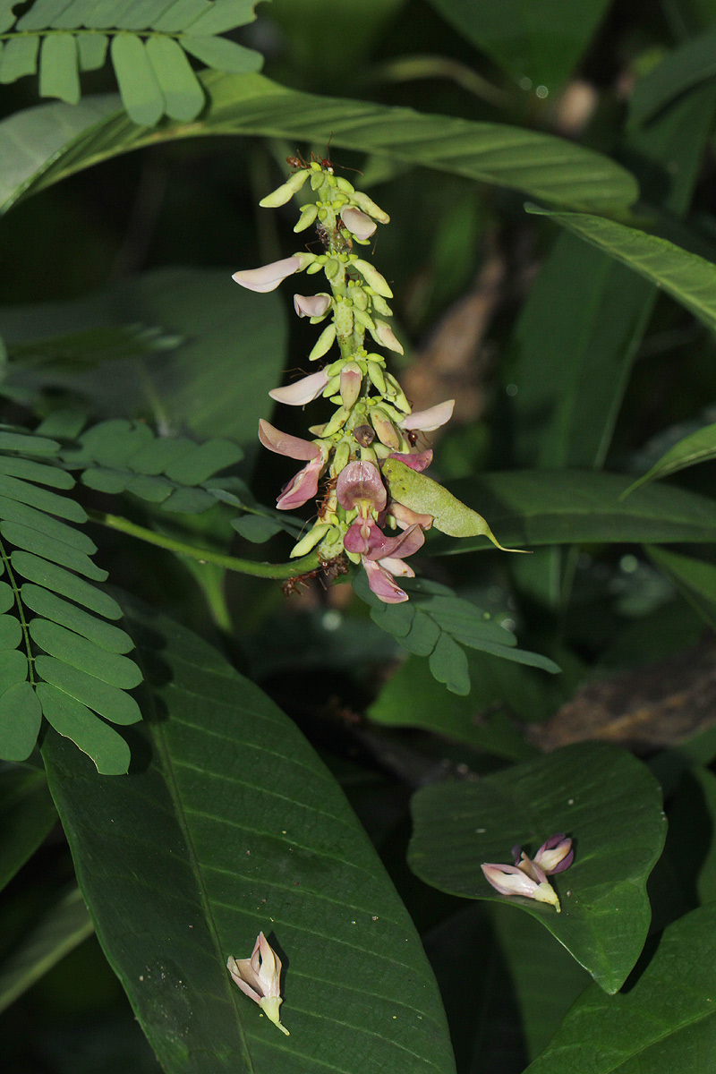 Abrus precatorius subsp. africanus