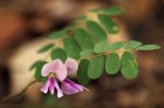 Abrus precatorius subsp. africanus