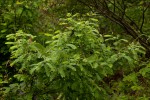 Abrus fruticulosus