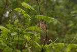 Abrus fruticulosus