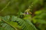 Abrus fruticulosus