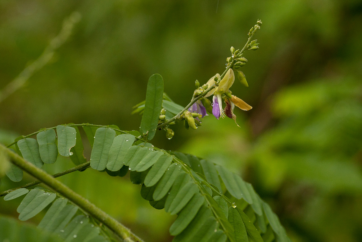 Abrus fruticulosus