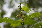 Abrus fruticulosus