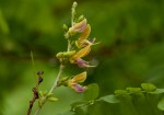 Abrus fruticulosus