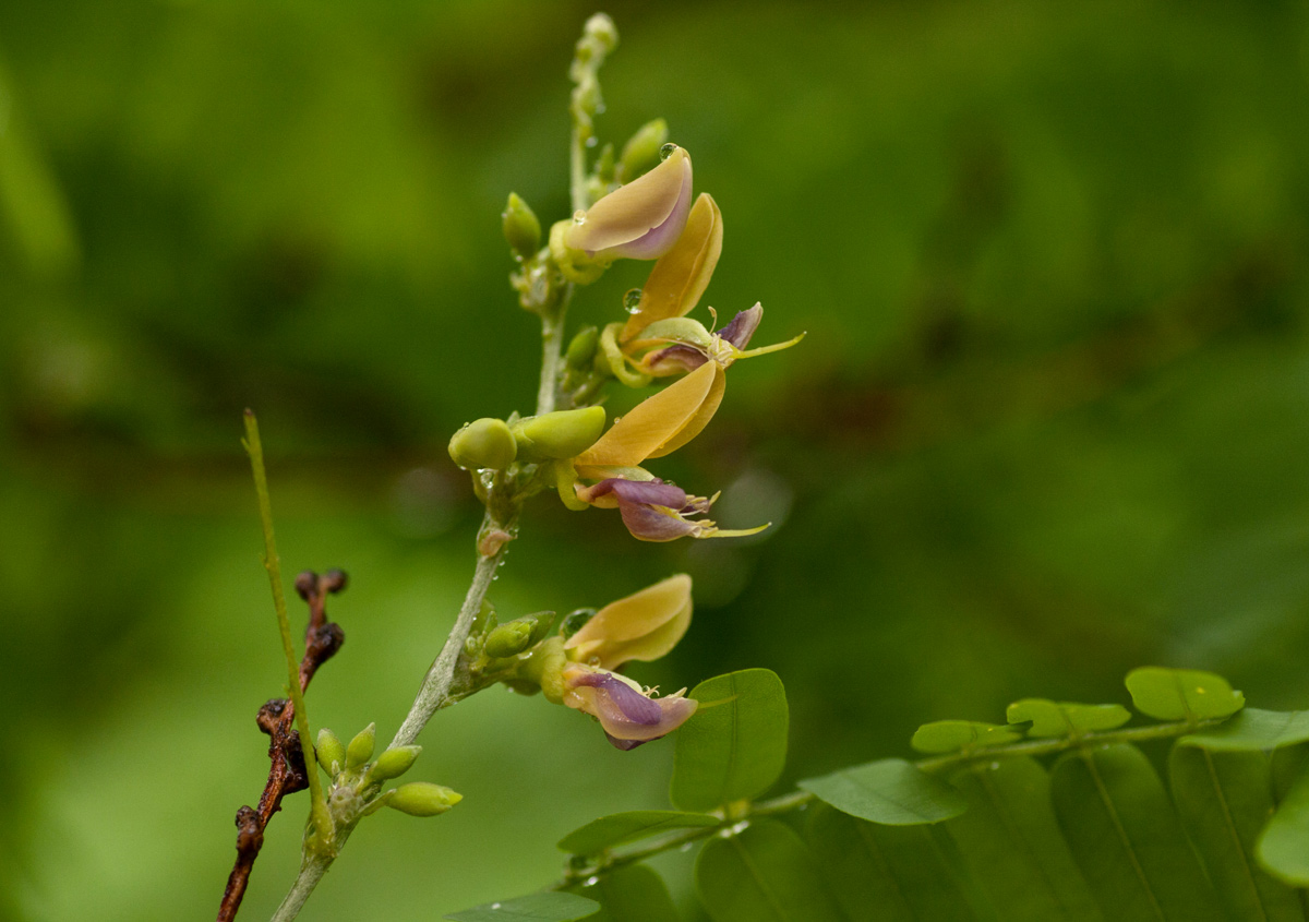 Abrus fruticulosus