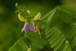 Abrus fruticulosus