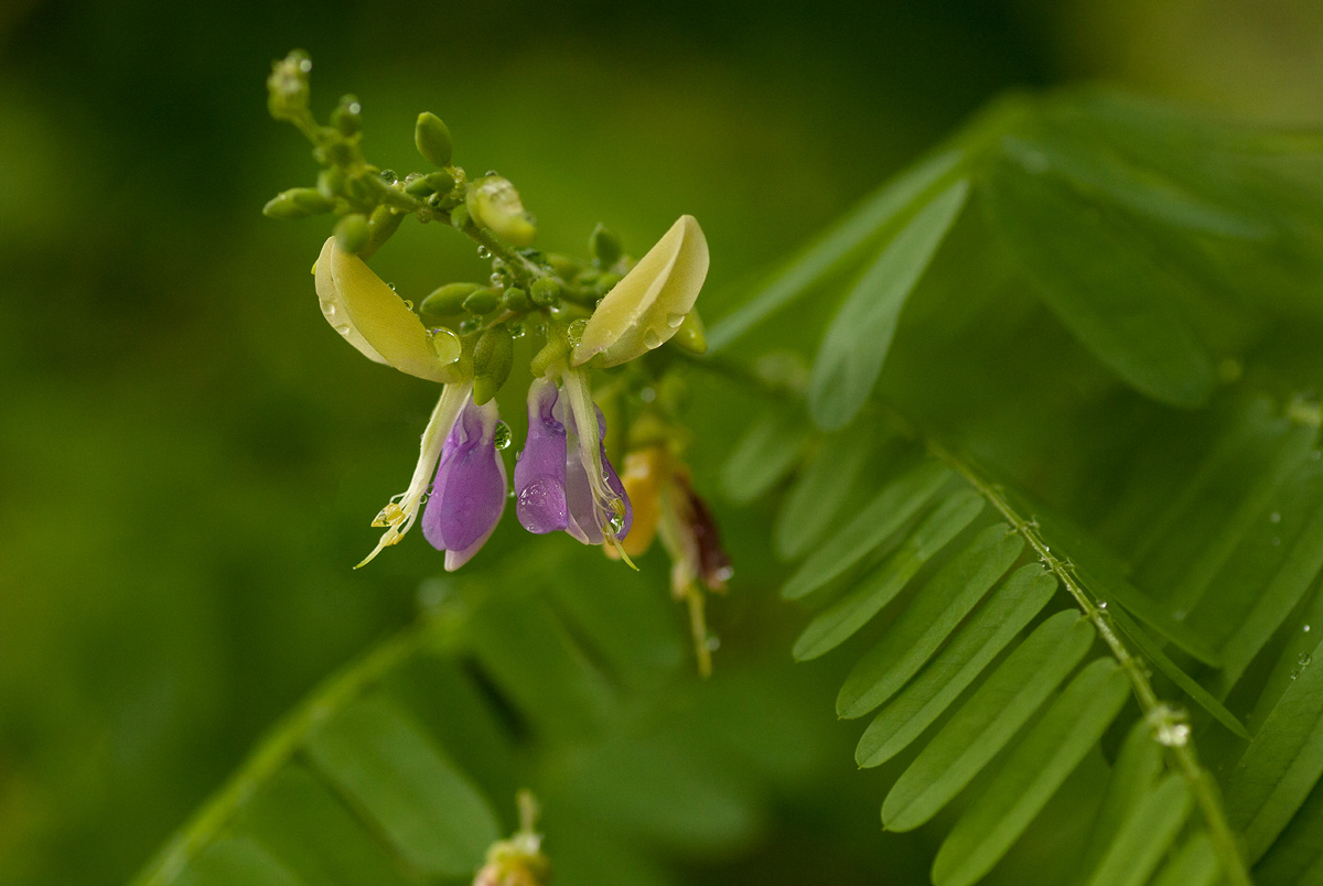 Abrus fruticulosus