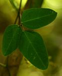 Dumasia villosa var. villosa