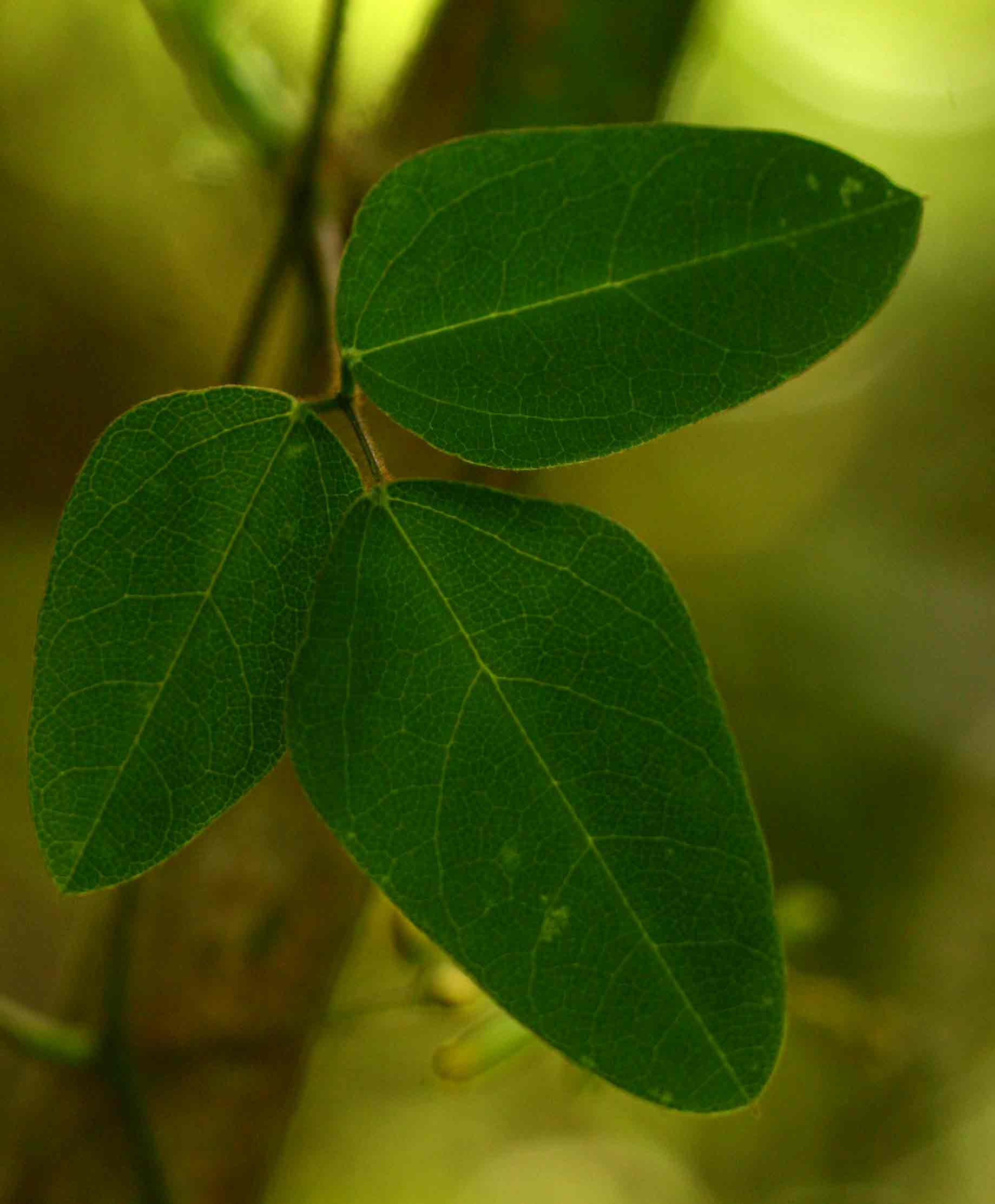 Dumasia villosa var. villosa