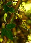 Dumasia villosa var. villosa