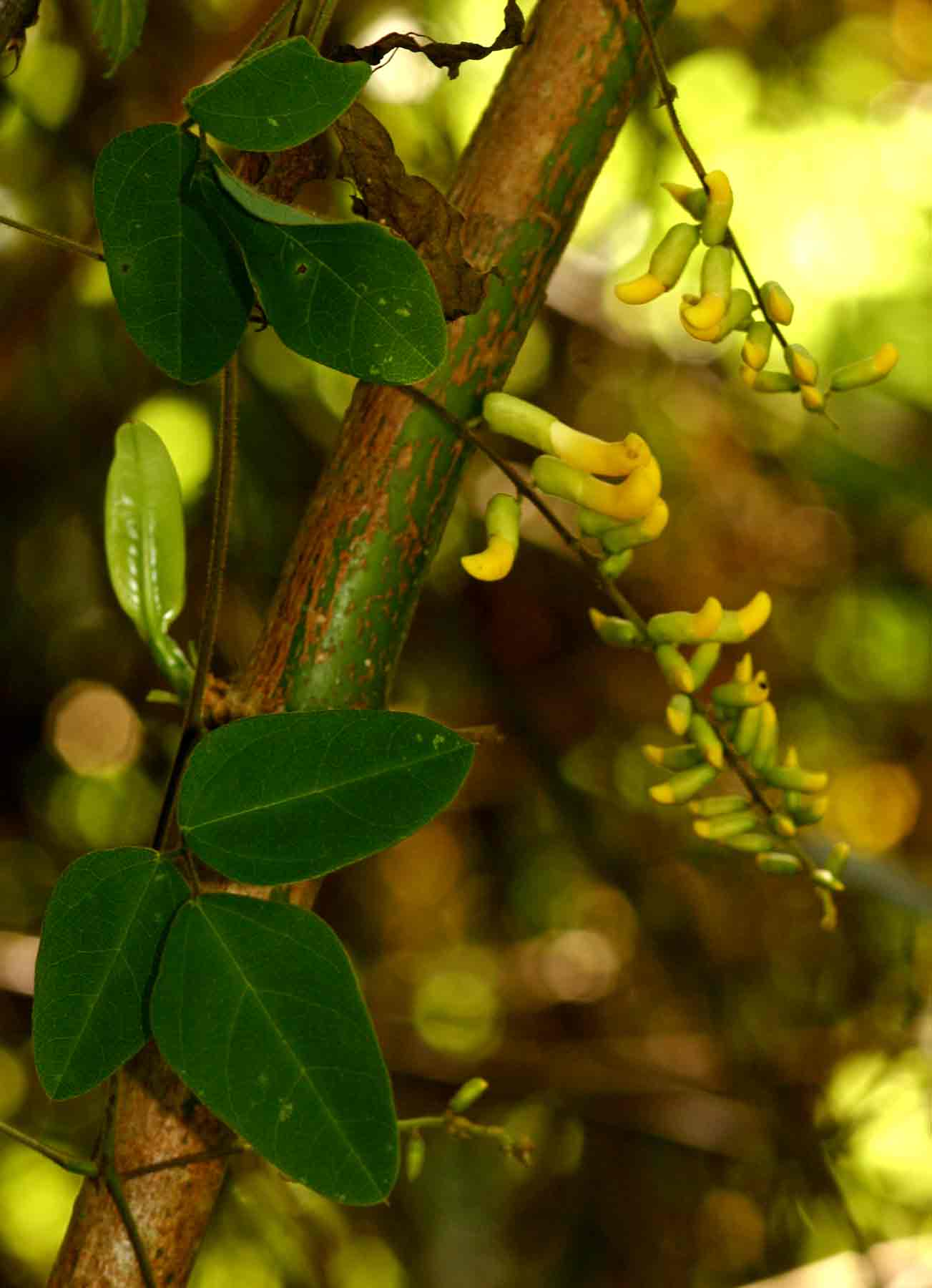 Dumasia villosa var. villosa