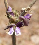 Eminia antennulifera