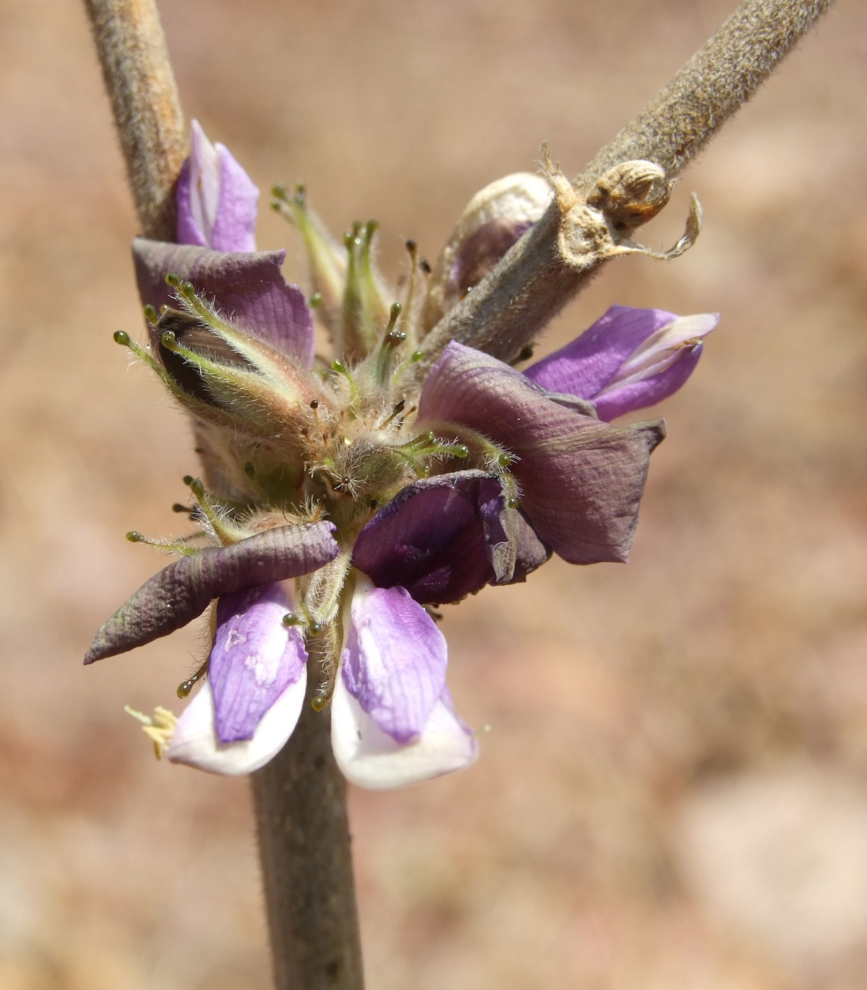 Eminia antennulifera