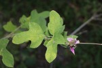 Eminia antennulifera