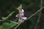Eminia antennulifera