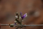 Eminia antennulifera