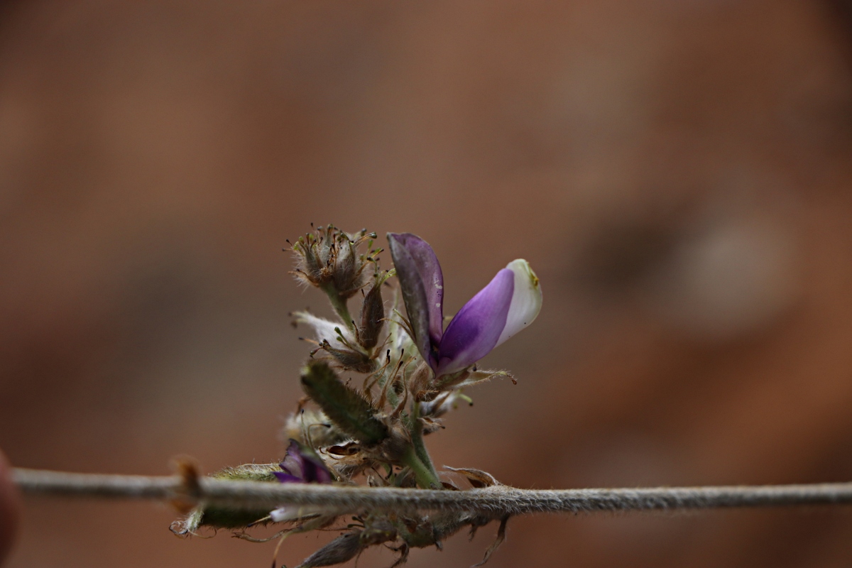 Eminia antennulifera