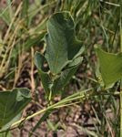 Neorautanenia brachypus