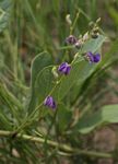 Neorautanenia brachypus