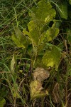 Neorautanenia brachypus