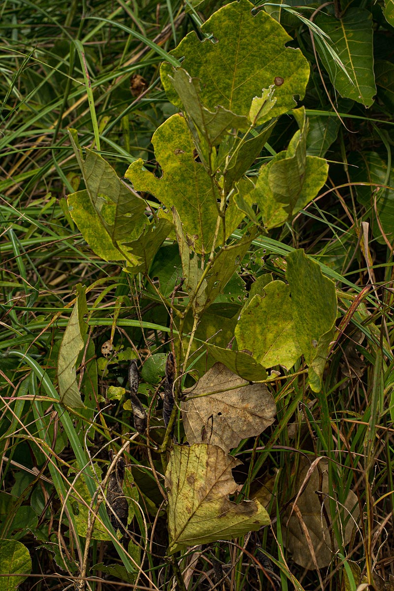 Neorautanenia brachypus