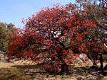 Erythrina abyssinica