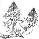 Erythrina abyssinica