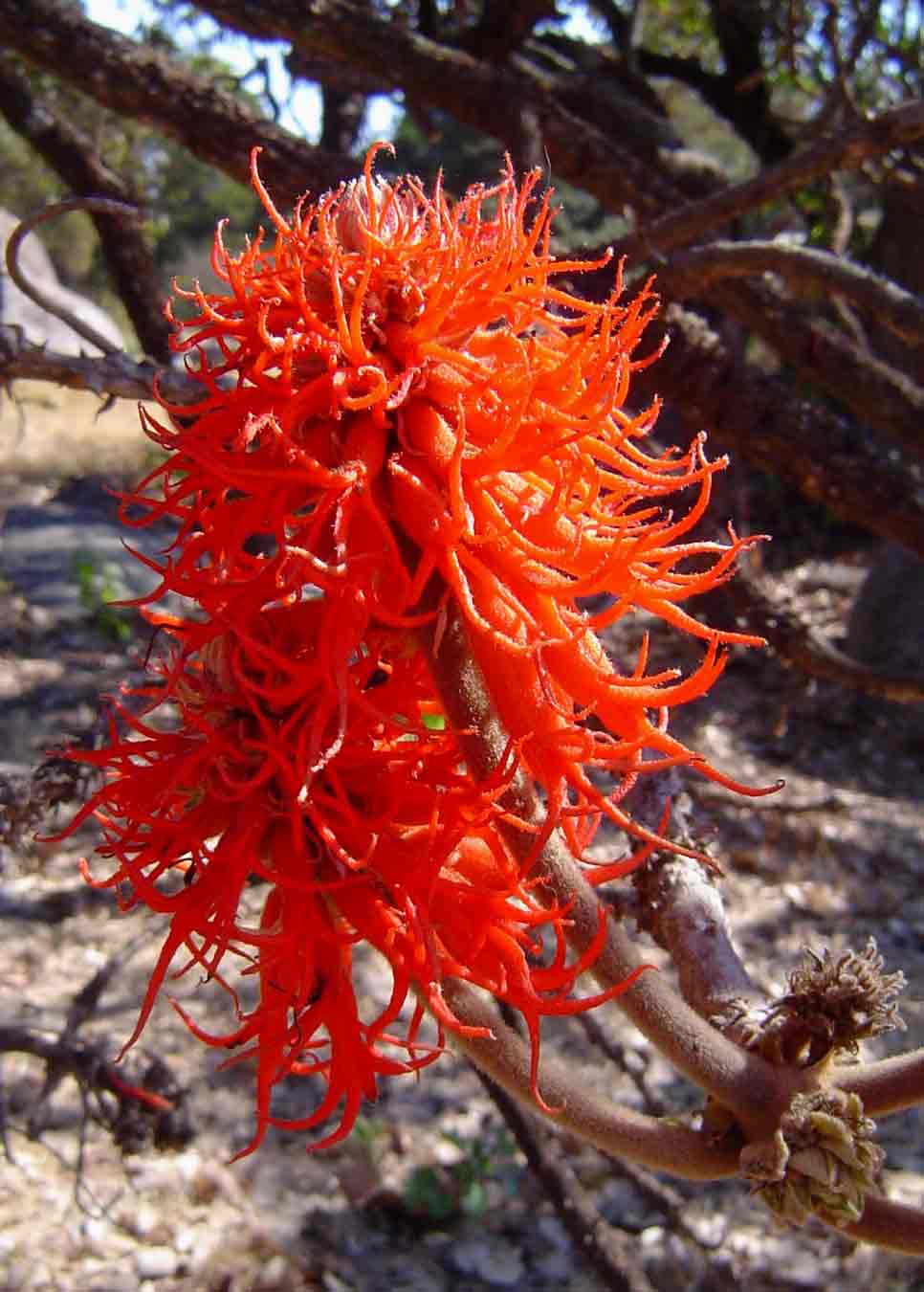 Erythrina abyssinica