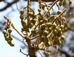 Erythrina abyssinica