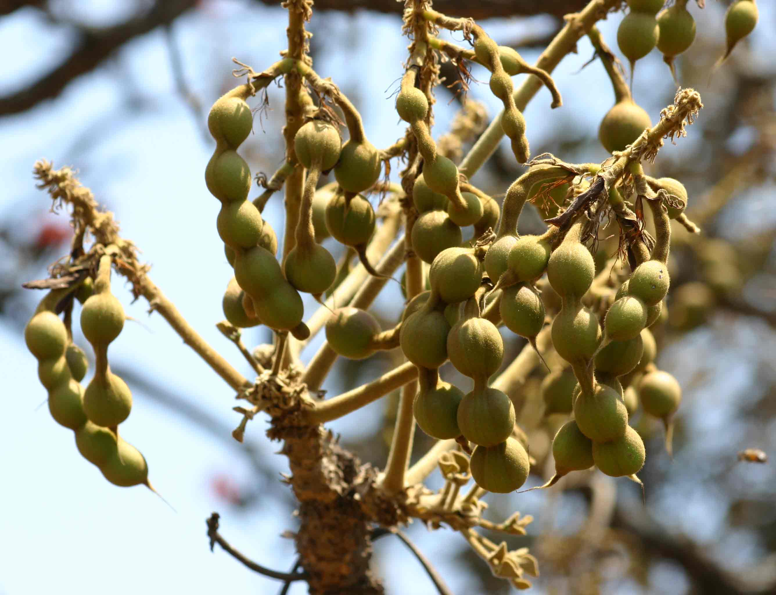 Erythrina abyssinica