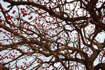 Erythrina abyssinica