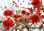 Erythrina abyssinica