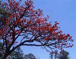 Erythrina latissima