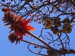 Erythrina latissima