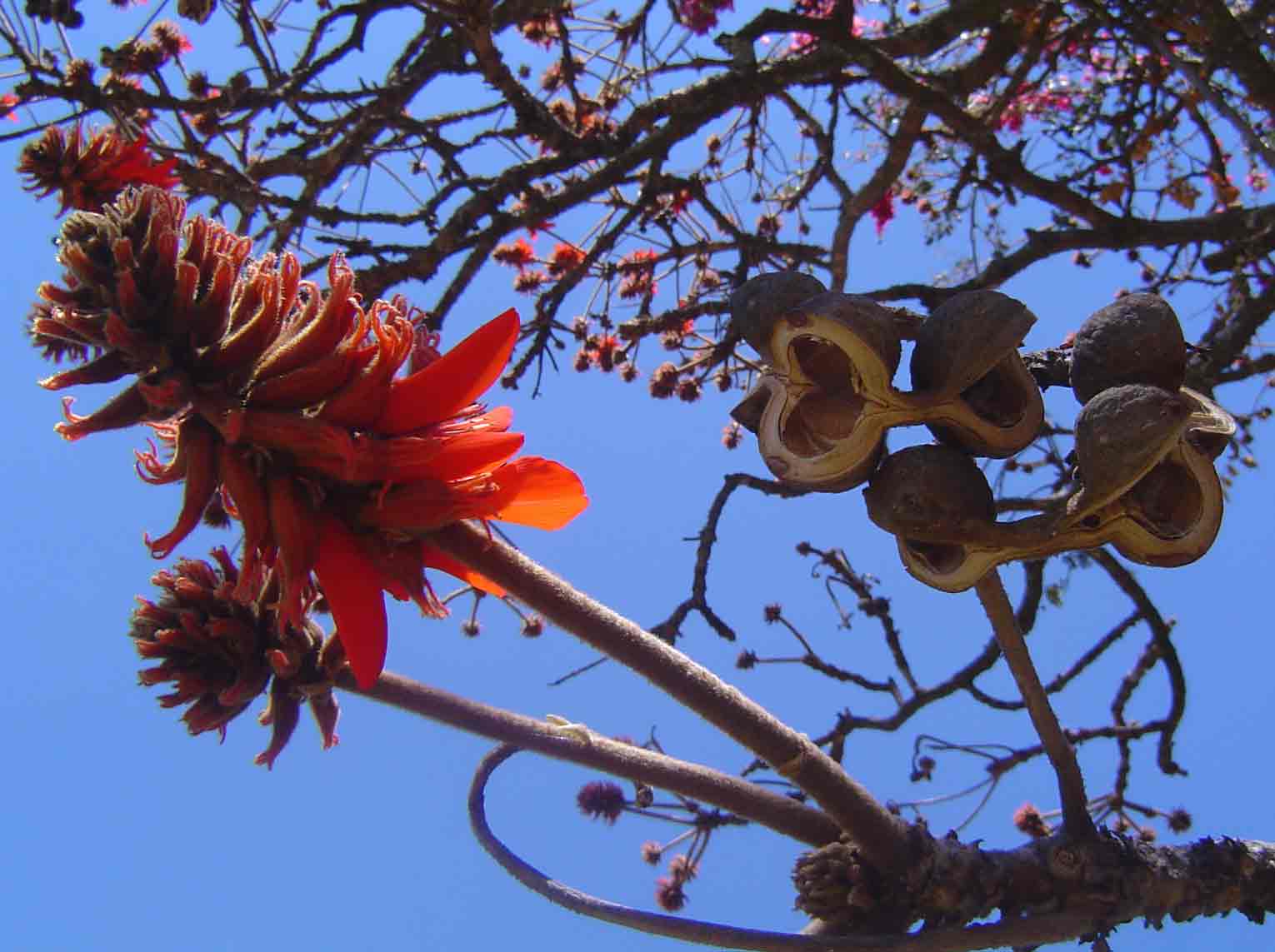 Erythrina latissima