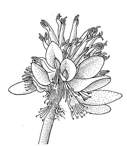 Erythrina latissima