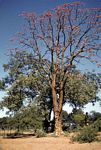 Erythrina livingstoniana