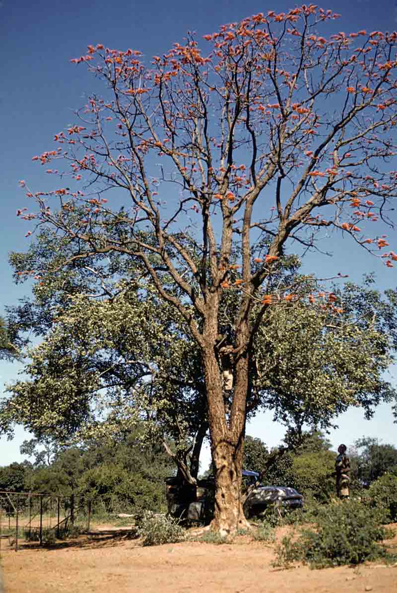 Erythrina livingstoniana
