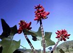 Erythrina livingstoniana