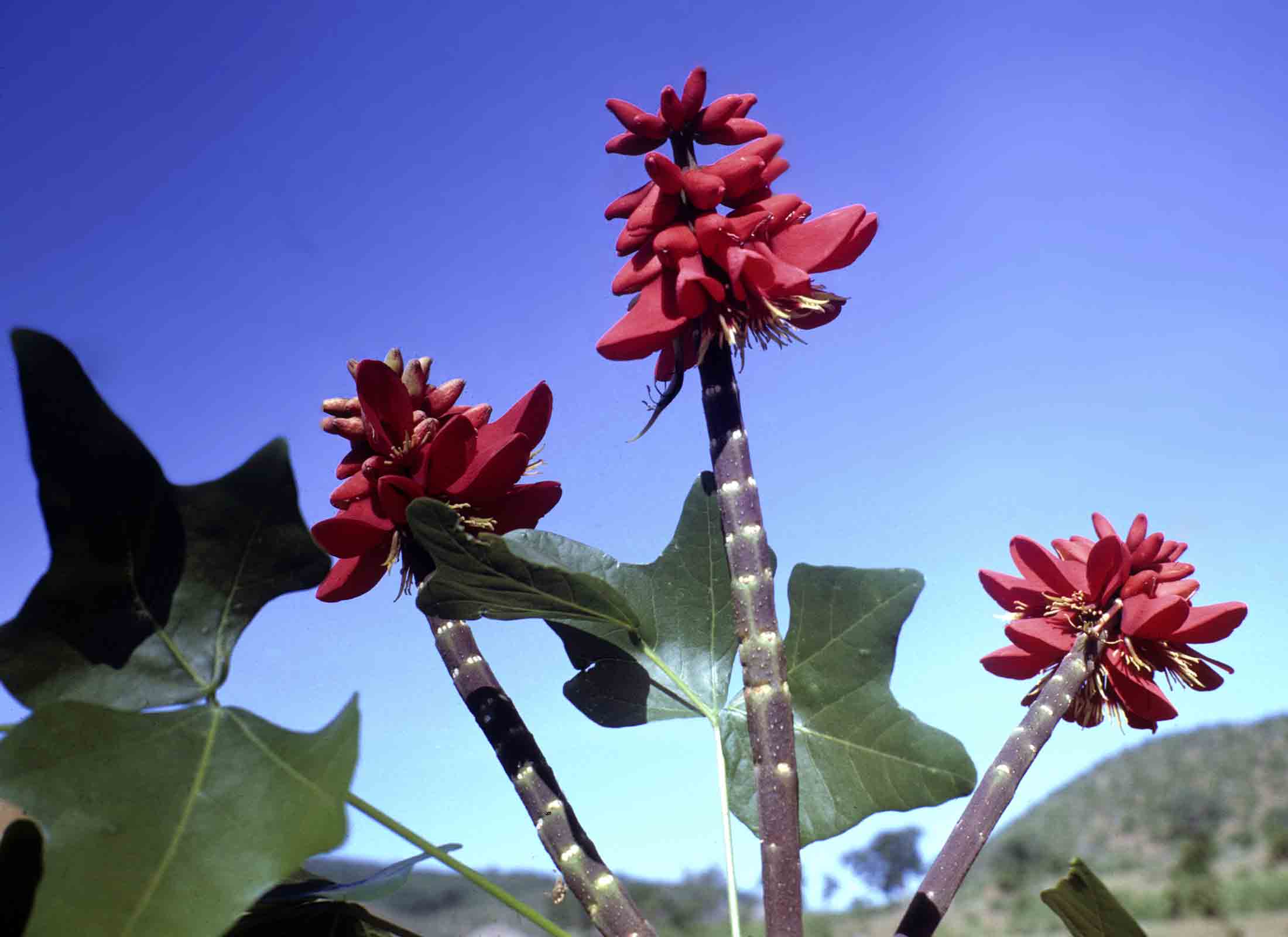 Erythrina livingstoniana