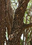 Erythrina livingstoniana